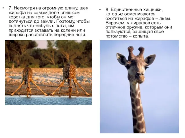 7. Несмотря на огромную длину, шея жирафа на самом деле слишком коротка