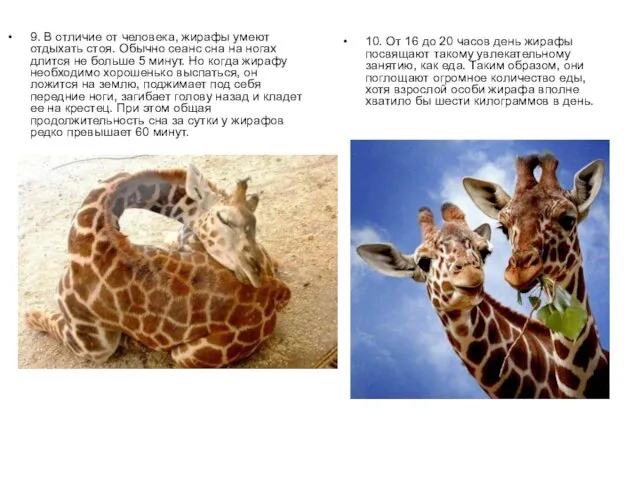 9. В отличие от человека, жирафы умеют отдыхать стоя. Обычно сеанс сна