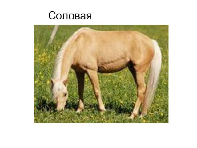 Соловая