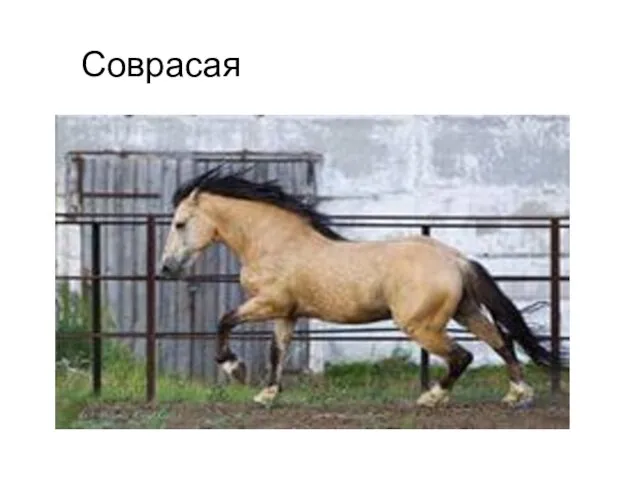 Соврасая