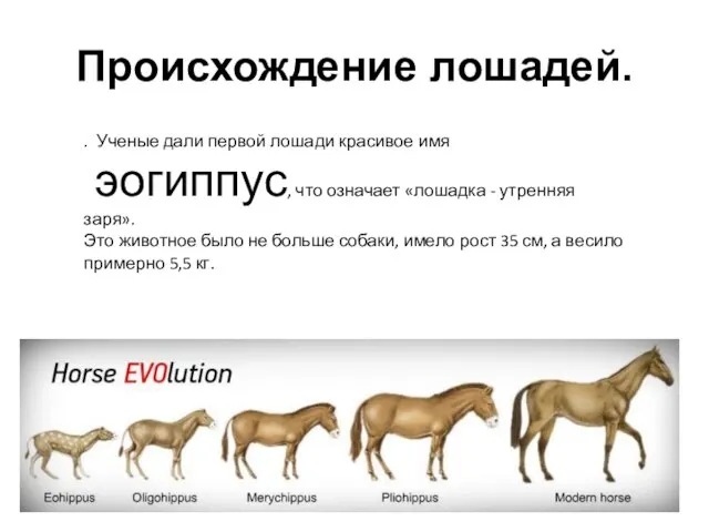 Происхождение лошадей. . Ученые дали первой лошади красивое имя эогиппус, что означает
