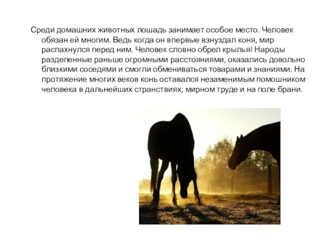Среди домашних животных лошадь занимает особое место. Человек обязан ей многим. Ведь