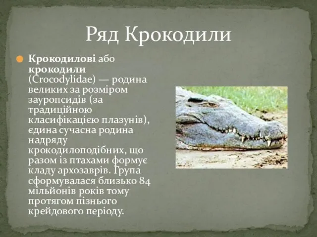 Ряд Крокодили Крокодилові або крокодили (Crocodylidae) — родина великих за розміром зауропсидів