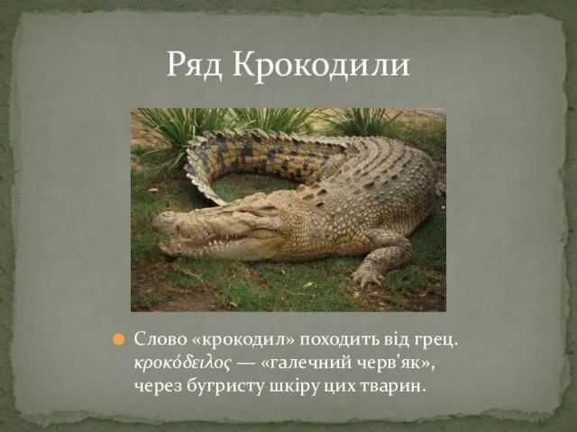 Ряд Крокодили Слово «крокодил» походить від грец. κροκόδειλος — «галечний черв'як», через бугристу шкіру цих тварин.