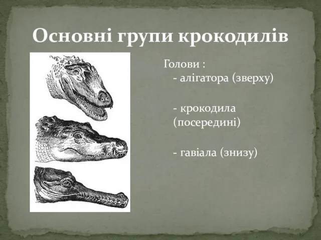 Основні групи крокодилів Голови : - алігатора (зверху) - крокодила (посередині) - гавіала (знизу)