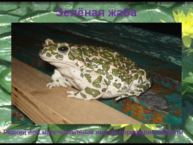 Зелёная жаба Редкий или малочисленный вид по периферии области