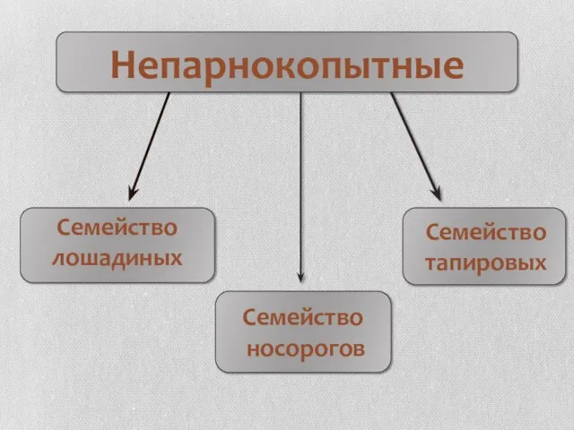 Непарнокопытные Семейство лошадиных Семейство носорогов Семейство тапировых