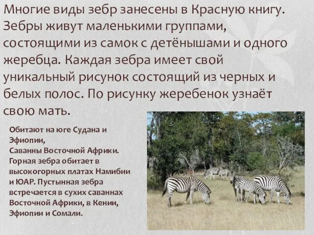Многие виды зебр занесены в Красную книгу. Зебры живут маленькими группами, состоящими