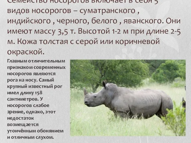 Семейство носорогов включает в себя 5 видов носорогов – суматранского , индийского
