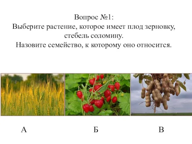 Вопрос №1: Выберите растение, которое имеет плод зерновку, стебель соломину. Назовите семейство,