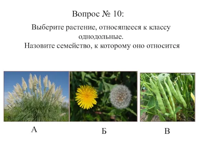 А Б В Вопрос № 10: Выберите растение, относящееся к классу однодольные.