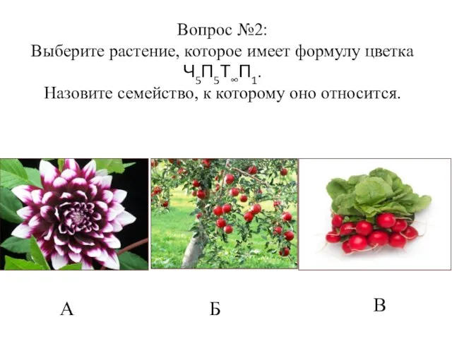А Б В Вопрос №2: Выберите растение, которое имеет формулу цветка Ч5П5Т∞П1.