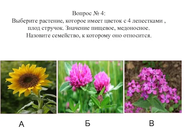 А Б В Вопрос № 4: Выберите растение, которое имеет цветок с