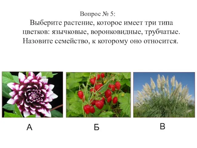 Вопрос № 5: Выберите растение, которое имеет три типа цветков: язычковые, воронковидные,