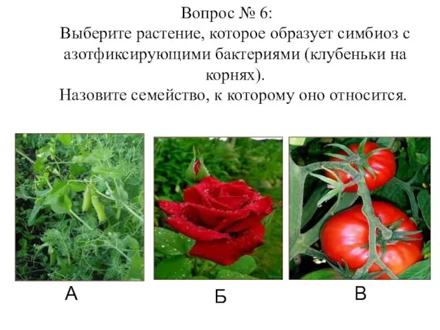 А Б В Вопрос № 6: Выберите растение, которое образует симбиоз с