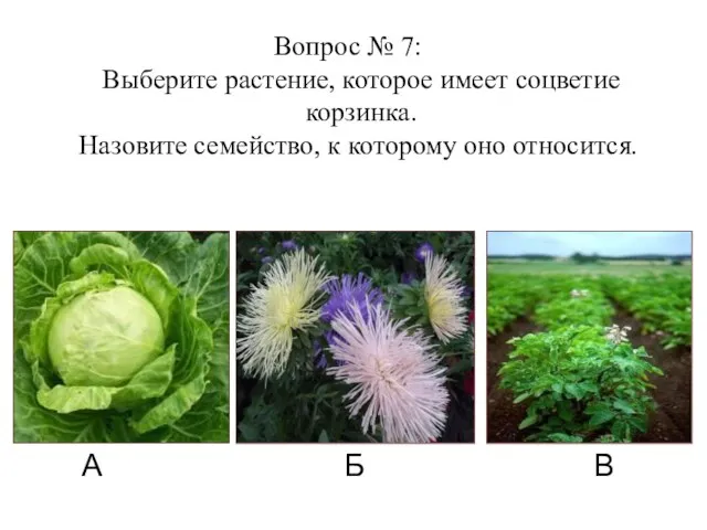 А Б В Вопрос № 7: Выберите растение, которое имеет соцветие корзинка.