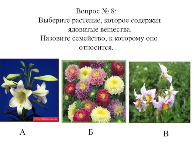 А Б В Вопрос № 8: Выберите растение, которое содержит ядовитые вещества.