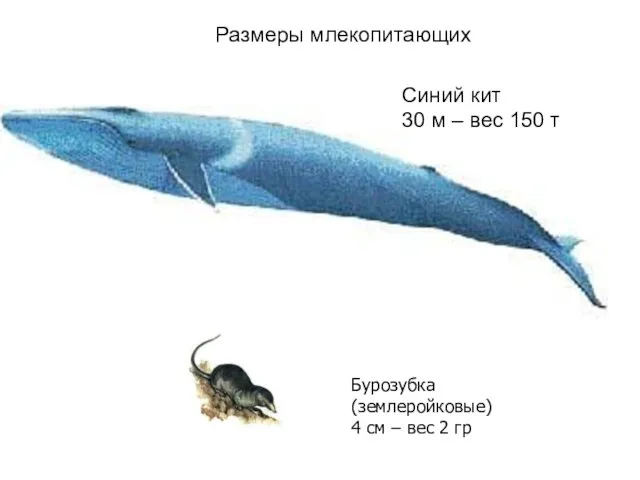 Синий кит 30 м – вес 150 т Бурозубка (землеройковые) 4 см