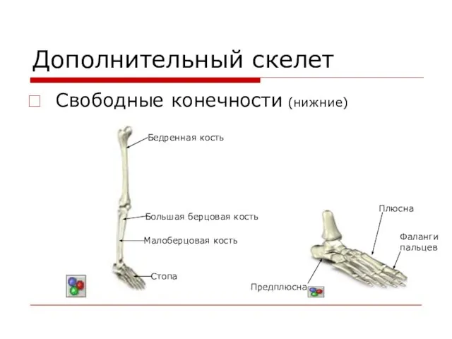 Дополнительный скелет Свободные конечности (нижние) Бедренная кость Большая берцовая кость Малоберцовая кость
