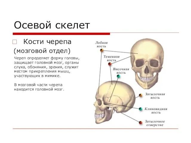 Осевой скелет Кости черепа (мозговой отдел) Череп определяет форму головы, защищает головной