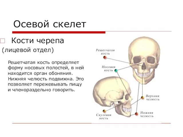 Осевой скелет Кости черепа (лицевой отдел) Решетчатая кость определяет форму носовых полостей,