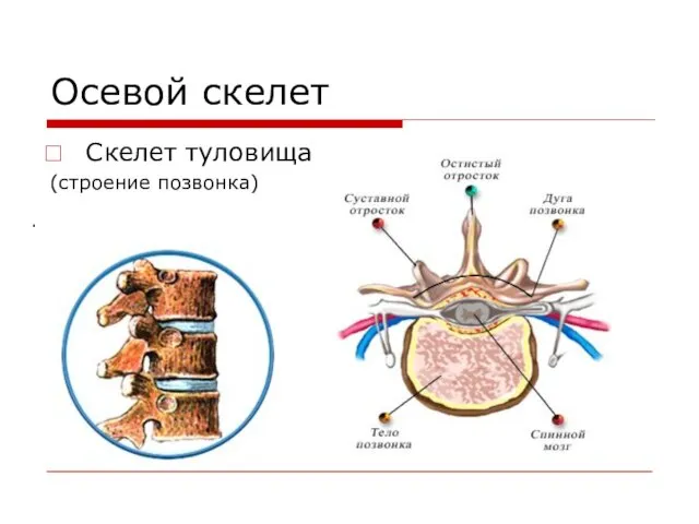 Осевой скелет Скелет туловища (строение позвонка) .