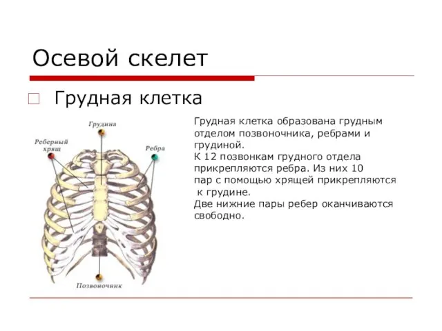 Осевой скелет Грудная клетка Грудная клетка образована грудным отделом позвоночника, ребрами и