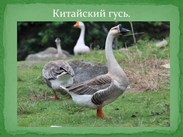 Китайский гусь.