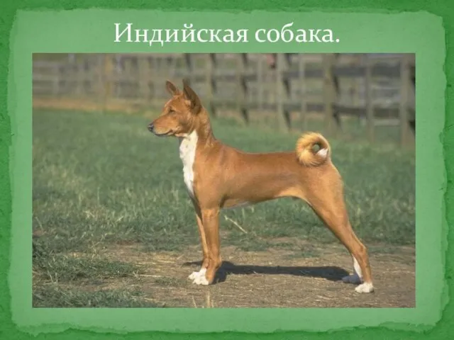 Индийская собака.