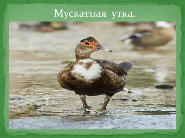 Мускатная утка.