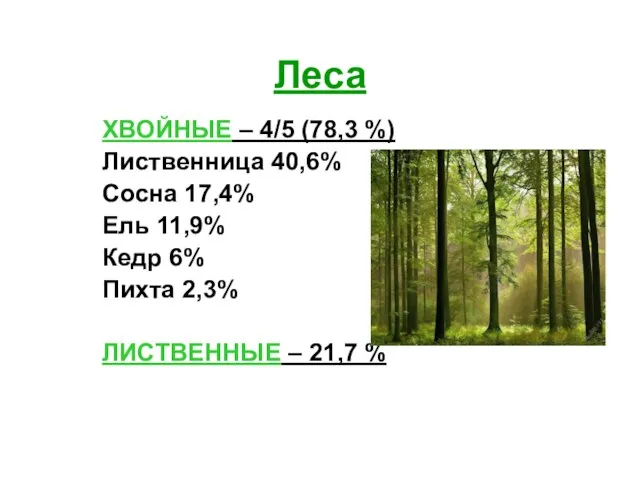 Леса ХВОЙНЫЕ – 4/5 (78,3 %) Лиственница 40,6% Сосна 17,4% Ель 11,9%