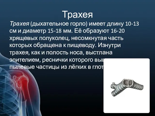 Трахея Трахея (дыхательное горло) имеет длину 10-13 см и диаметр 15-18 мм.