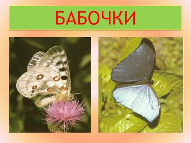 Презентация на тему Бабочки - живая краса