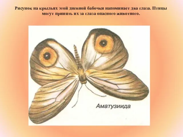 Рисунок на крыльях этой дневной бабочки напоминает два глаза. Птицы могут принять