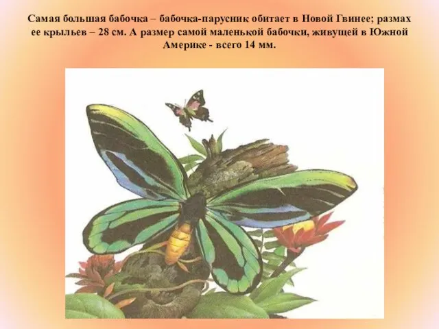 Самая большая бабочка – бабочка-парусник обитает в Новой Гвинее; размах ее крыльев