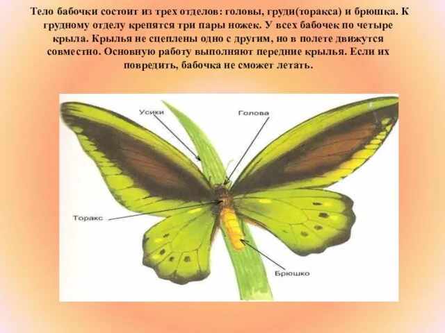 Тело бабочки состоит из трех отделов: головы, груди(торакса) и брюшка. К грудному