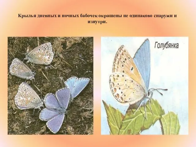 Крылья дневных и ночных бабочек окрашены не одинаково снаружи и изнутри.