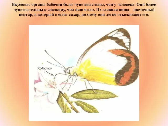Вкусовые органы бабочки более чувствительны, чем у человека. Они более чувствительны к