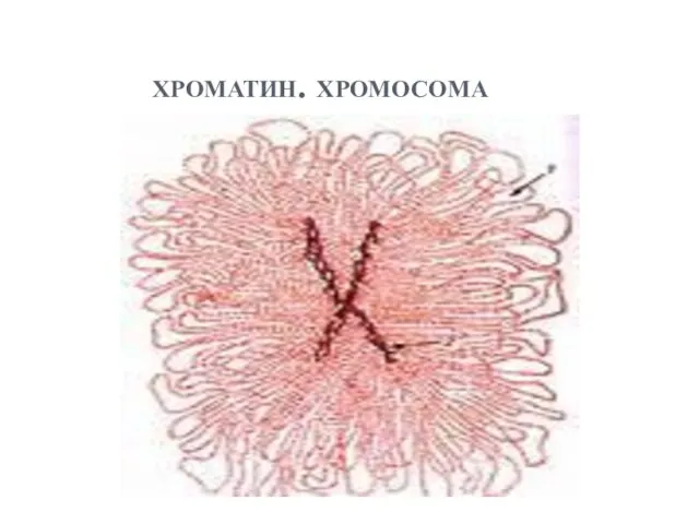 хроматин. хромосома