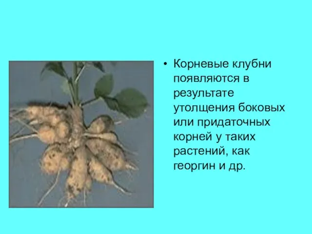 Корневые клубни появляются в результате утолщения боковых или придаточных корней у таких