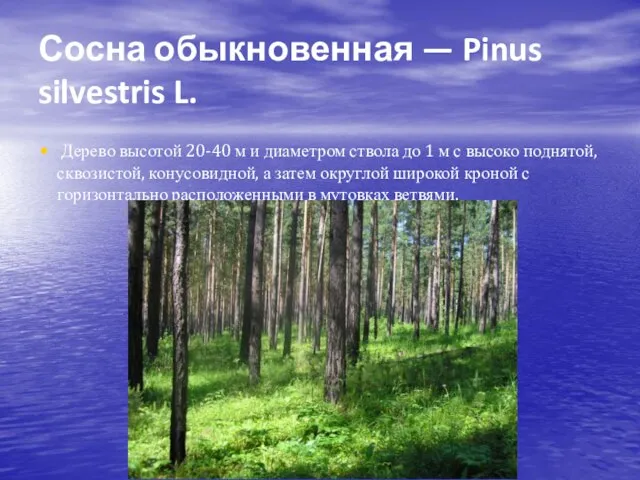 Сосна обыкновенная — Pinus silvestris L. Дерево высотой 20-40 м и диаметром