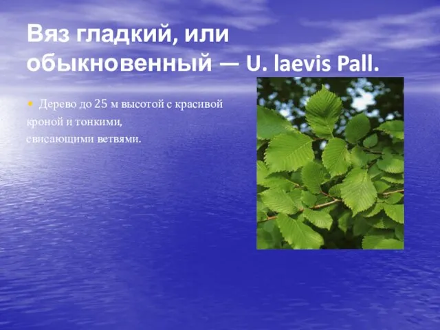 Вяз гладкий, или обыкновенный — U. laevis Pall. Дерево до 25 м