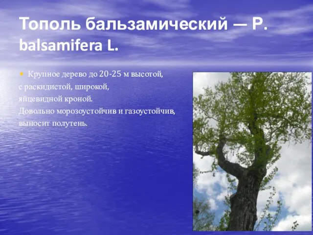Тополь бальзамический — Р. balsamifera L. Крупное дерево до 20-25 м высотой,
