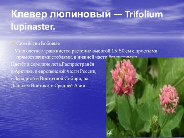 Клевер люпиновый — Trifolium lupinaster. Семейство Бобовые Многолетнее травянистое растение высотой 15-50