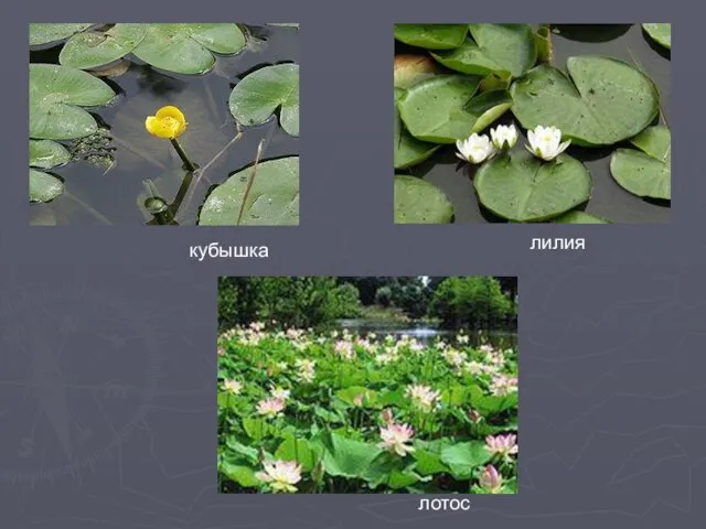 кубышка лилия лотос