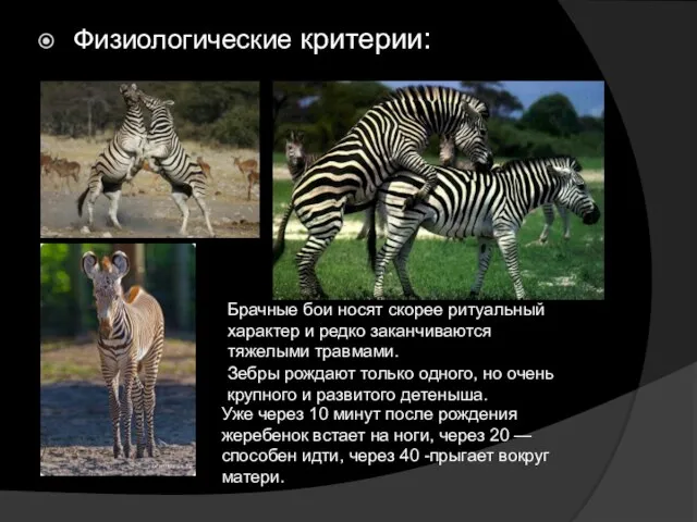 Физиологические критерии: Зебры рождают только одного, но очень крупного и развитого детеныша.