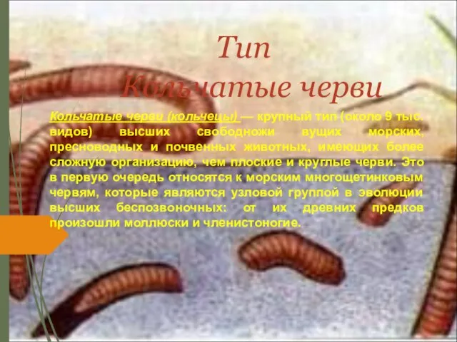 Тип Кольчатые черви Кольчатые черви (кольчецы) — крупный тип (около 9 тыс.