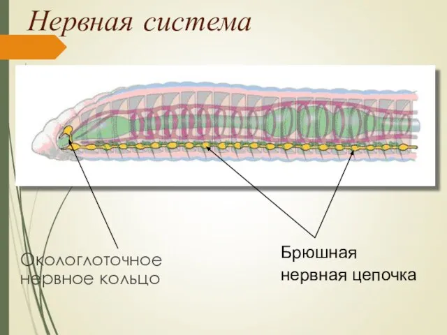 Нервная система Окологлоточное нервное кольцо Брюшная нервная цепочка
