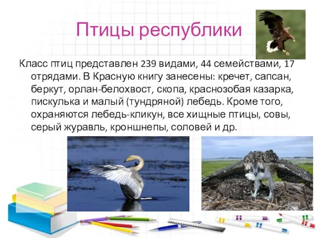 Птицы республики Класс птиц представлен 239 видами, 44 семействами, 17 отрядами. В