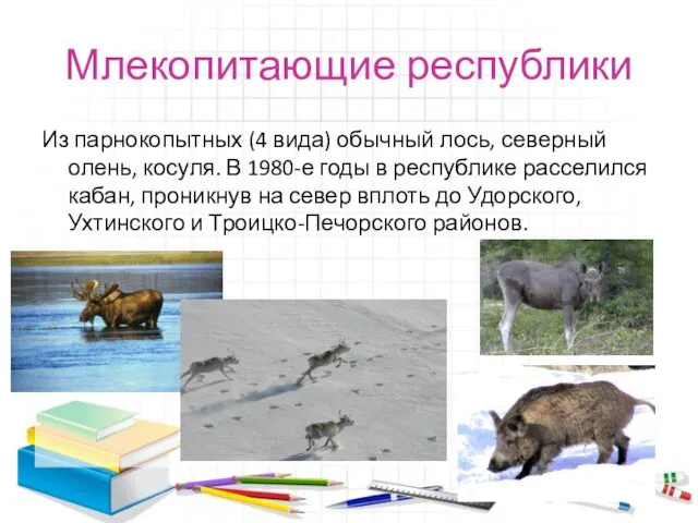 Млекопитающие республики Из парнокопытных (4 вида) обычный лось, северный олень, косуля. В